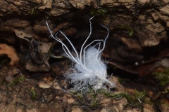 Grylloprociphilus imbricator