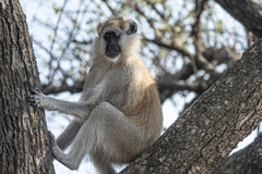 Erythrocebus baumstarki