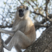 Southern Patas Monkey - Photo (c) katiesan, some rights reserved (CC BY-NC)