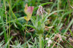 Carthamus mitissimus