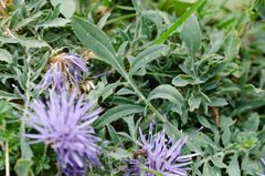 Carthamus mitissimus