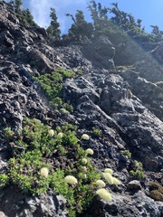 Petrophytum hendersonii