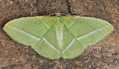 Dichorda illustraria