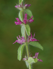 Stachys cretica