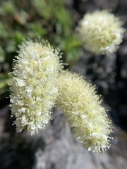 Petrophytum hendersonii