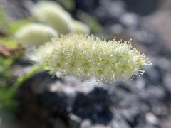 Petrophytum hendersonii