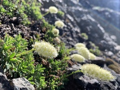 Petrophytum hendersonii