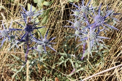 Eryngium amethystinum
