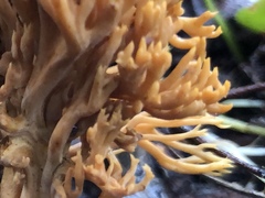 Phaeoclavulina flaccida