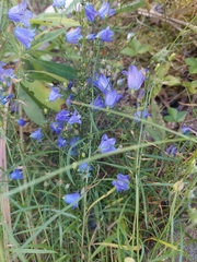 Campanula rotundifolia