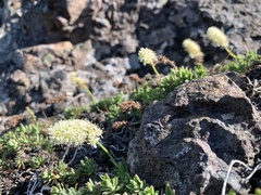 Petrophytum hendersonii