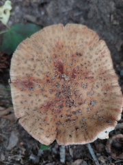Amanita brunneolocularis