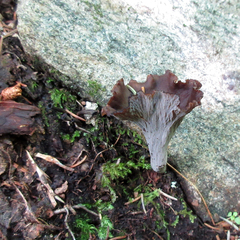 Craterellus caeruleofuscus