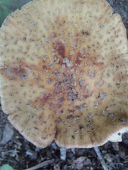 Amanita brunneolocularis