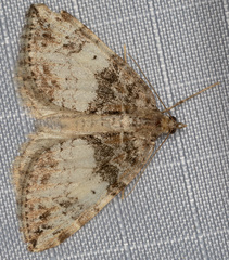 Dysstroma mancipata