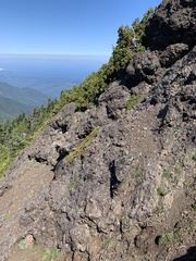 Petrophytum hendersonii