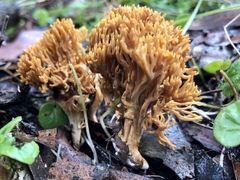 Phaeoclavulina flaccida