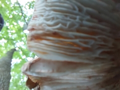 Amanita brunneolocularis