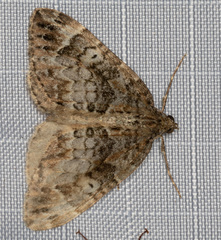 Dysstroma mancipata