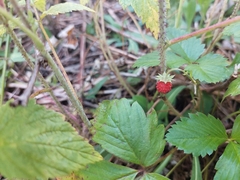 Fragaria vesca
