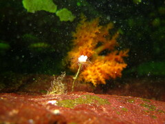 Ectopleura marina