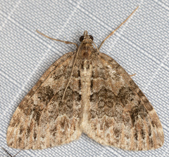 Dysstroma mancipata