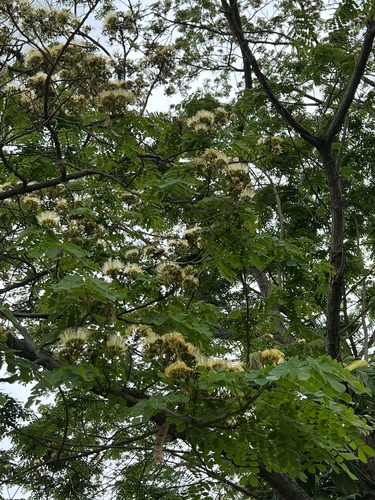 Pseudosamanea guachapele, photograph 3