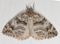 Dysstroma mancipata