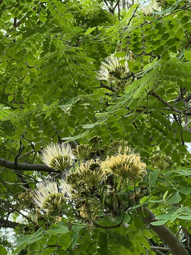 Pseudosamanea guachapele, photograph 4