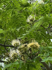 Pseudosamanea guachapele