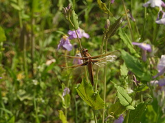 Libellula angelina