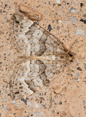 Dysstroma mancipata
