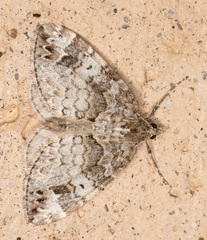 Dysstroma mancipata