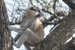 Erythrocebus baumstarki