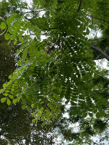 Pseudosamanea guachapele, photograph 5