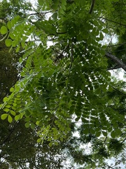 Pseudosamanea guachapele