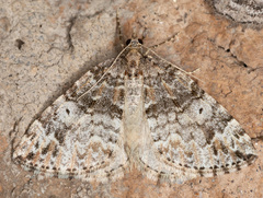 Dysstroma mancipata