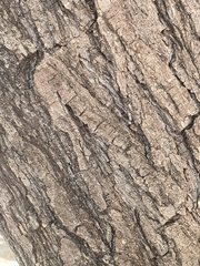 Koelreuteria paniculata