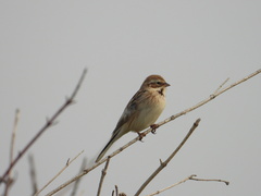 Emberiza pallasi