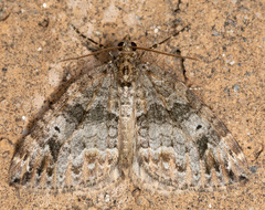 Dysstroma mancipata