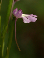 Cynorkis kirkii