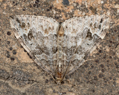 Dysstroma mancipata