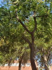 Koelreuteria paniculata
