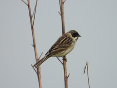 Emberiza pallasi