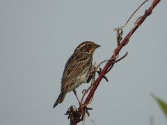 Emberiza pusilla