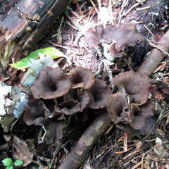 Craterellus caeruleofuscus