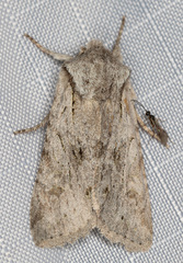 Egira crucialis
