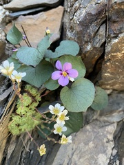 Viola flettii