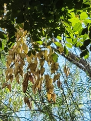 Koelreuteria paniculata