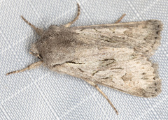 Egira crucialis